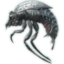 Choke Cowboy Beetle