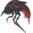 Fire Cowboy Beetle